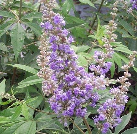 Vitex agnus-castus 2